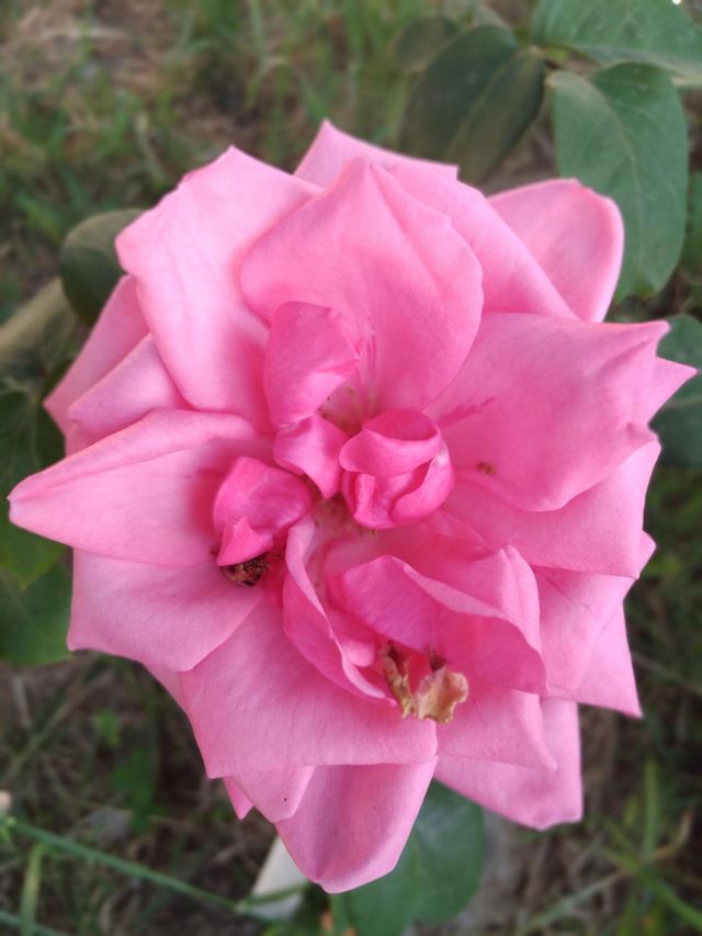 rose