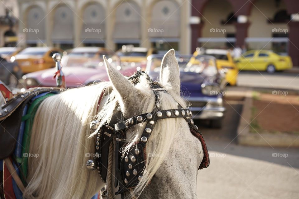 caballo junto coches de colores de epoca