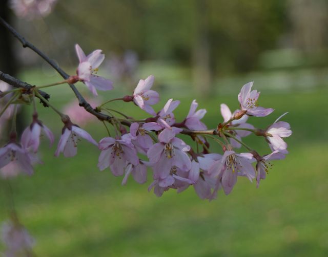 early sign of spring
