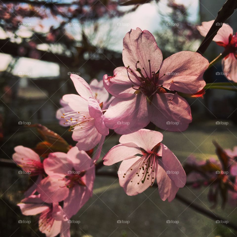 Cherry blossom in springtime