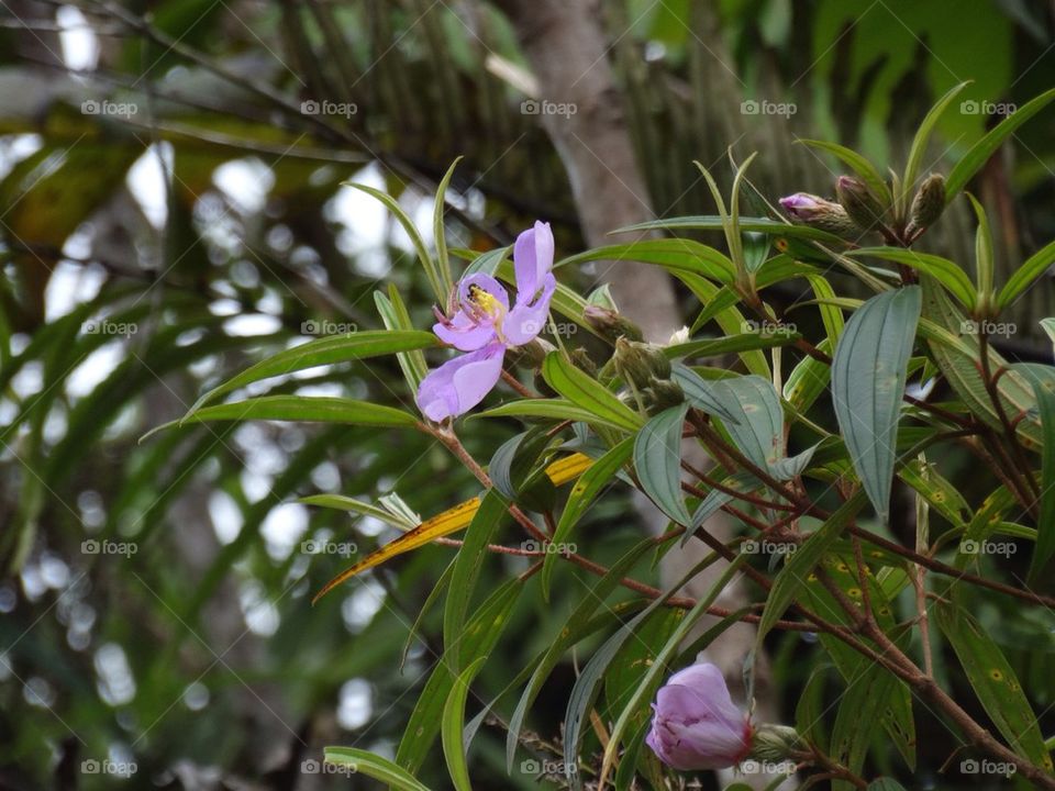 A purple flower