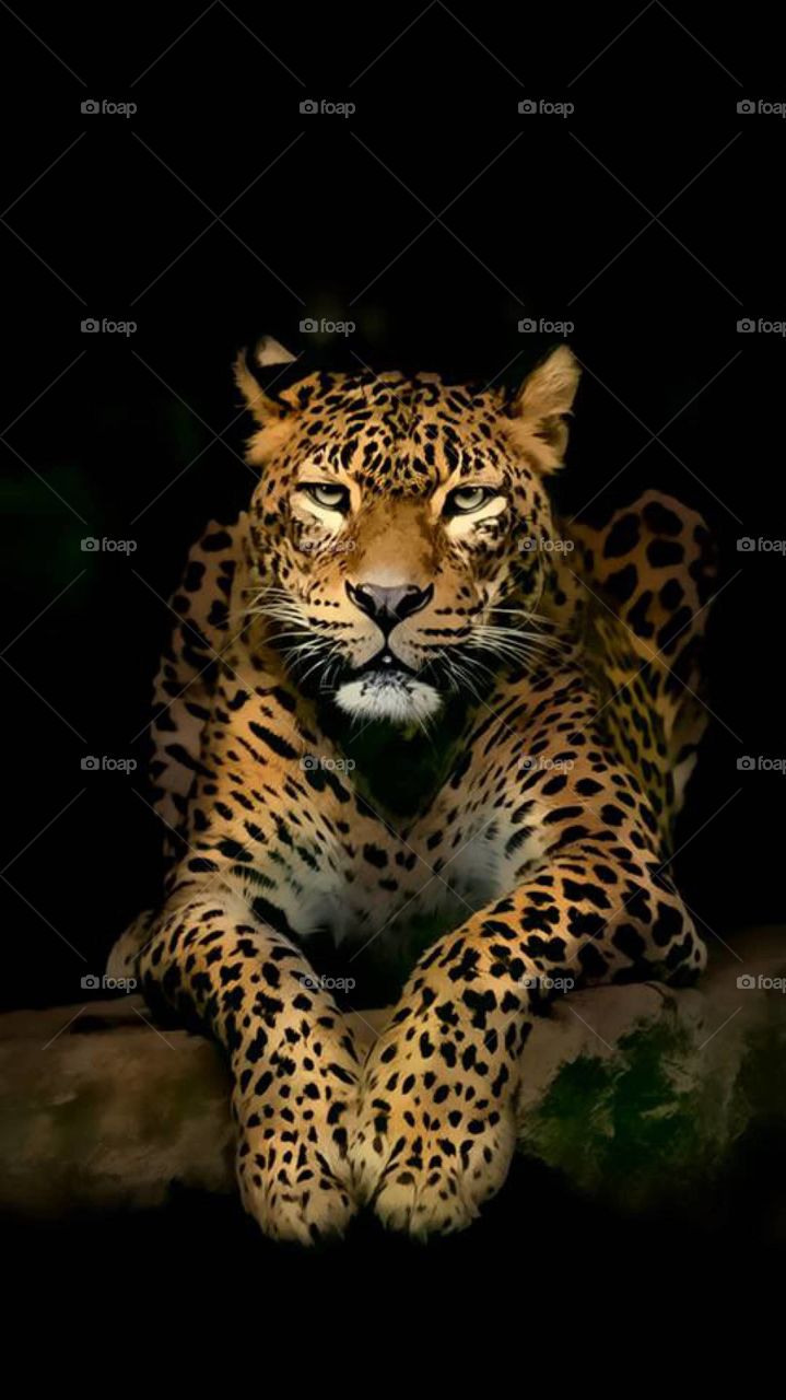 This Photo Is Wallpapers Not A Click Camera And Mobile