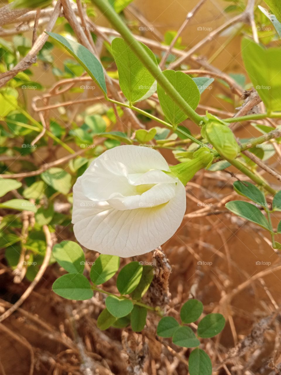 beautiful white ⚪ flowers🌸🌺🌻🌹🌷🌼💐