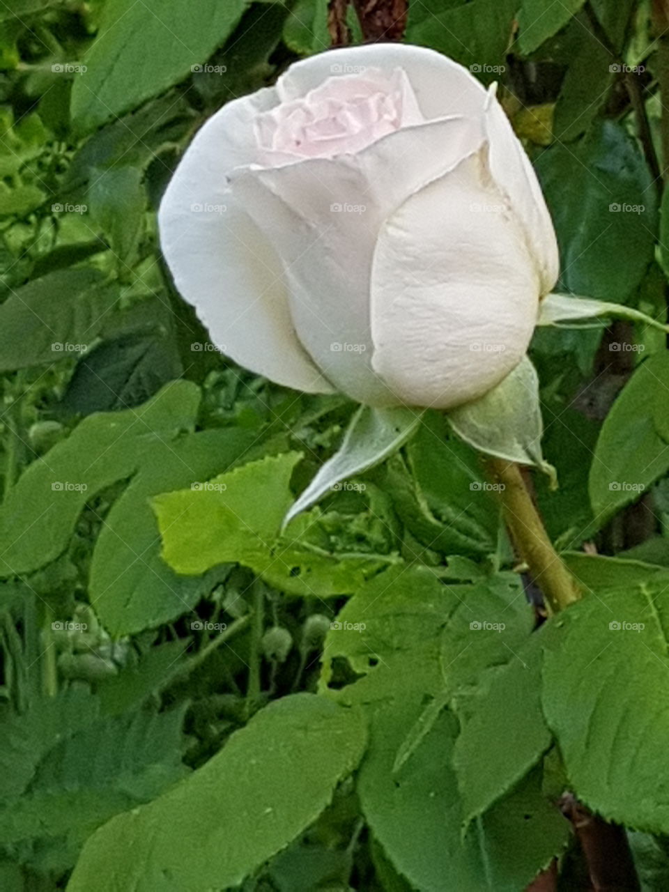 pink rose
