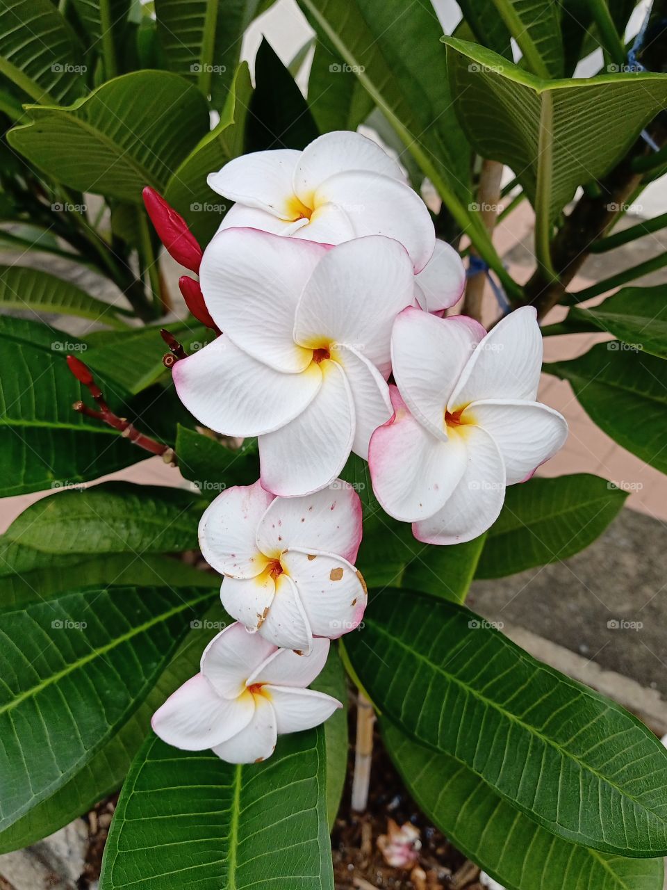 Beautiful Plumeria Flowers