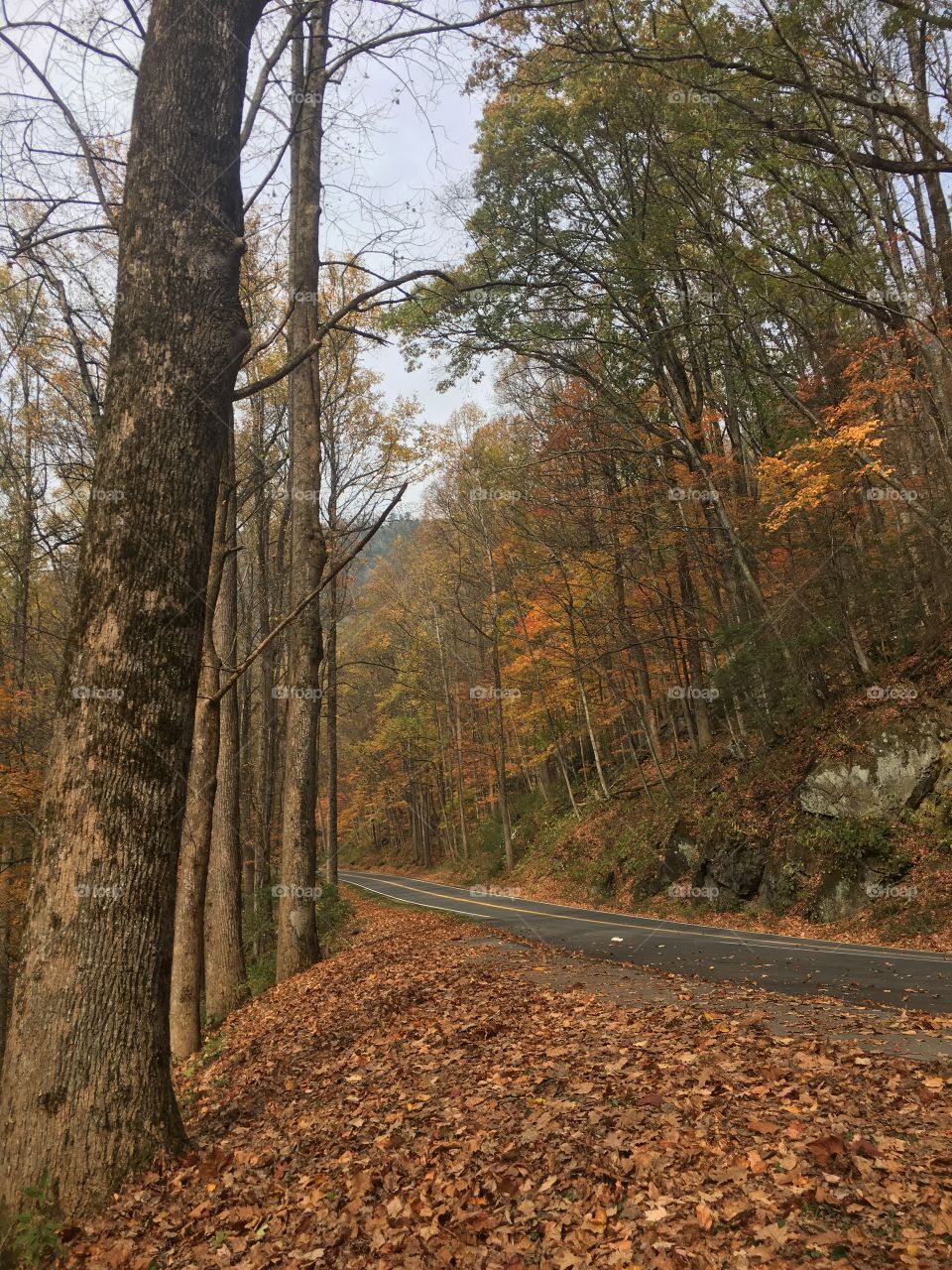 Tree, Fall, Wood, No Person, Leaf