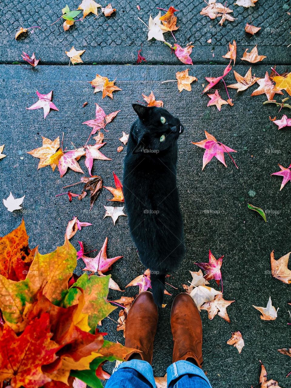 Looking down at autumn leaves and a black cat 