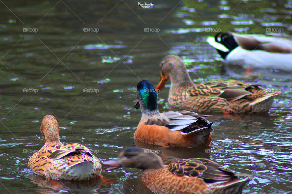 The Ducks