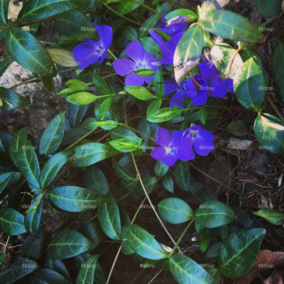 Spring 