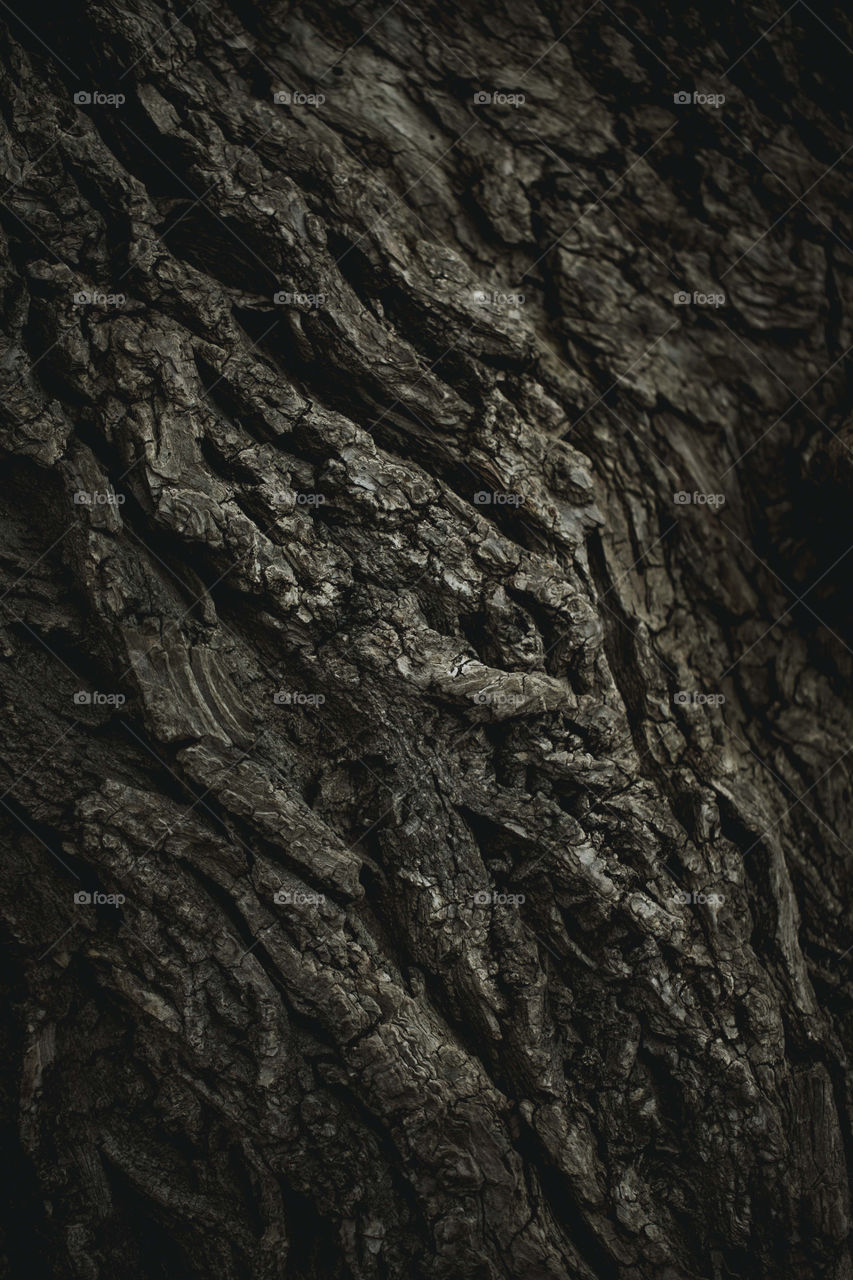 close up of old tree
