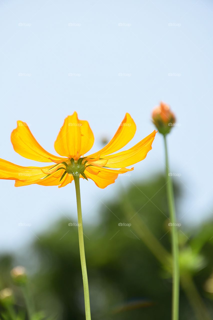 yellowcosmos. yellowcosmos