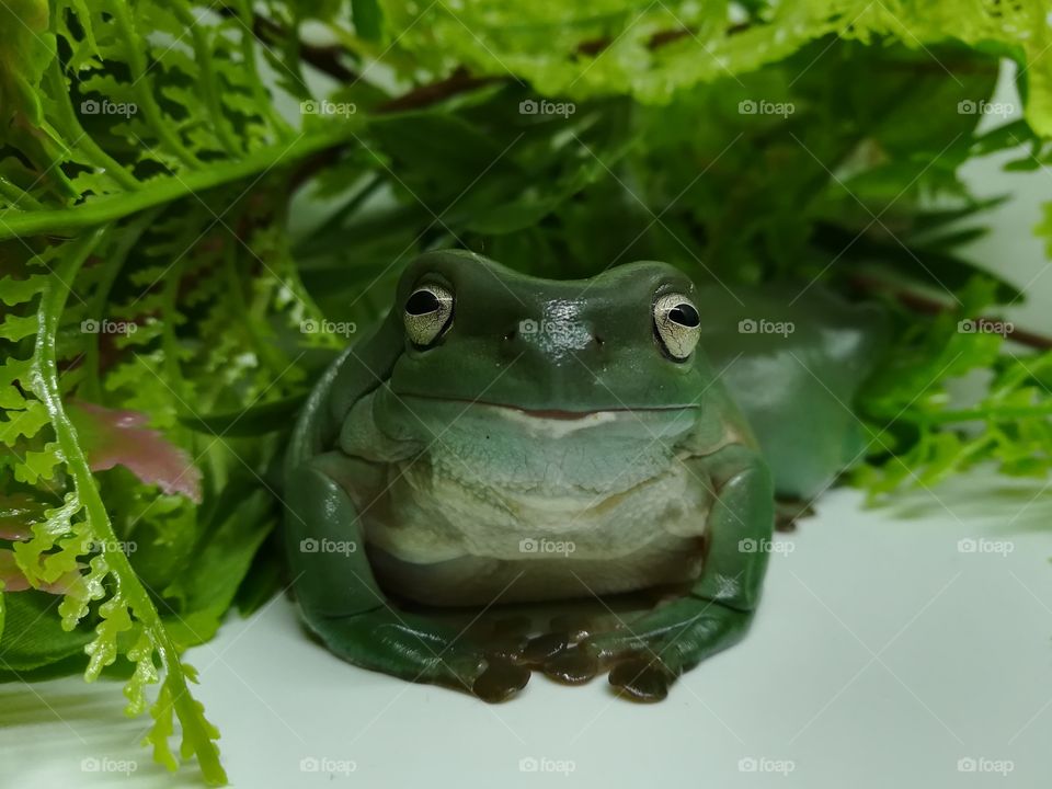 white tree frog staring into camera with greenery in background