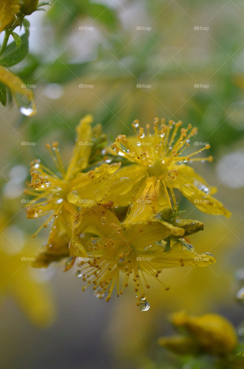 Yellow flower rain