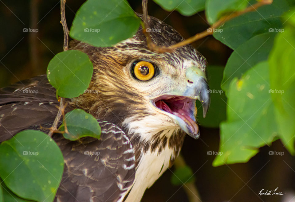 Angry Hawk