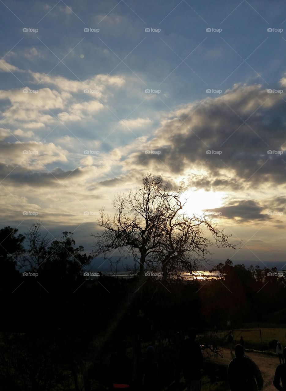 Silhouette of trees during sunset