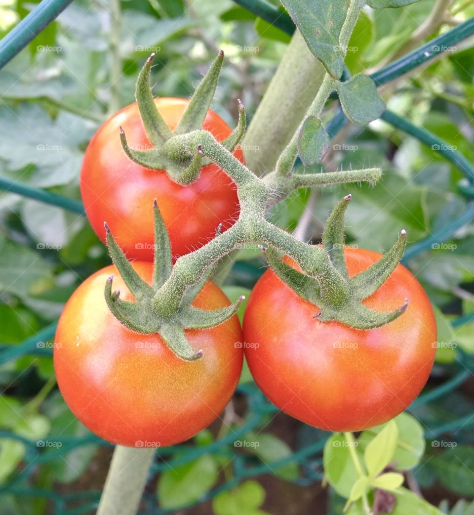 Tomatoes 
