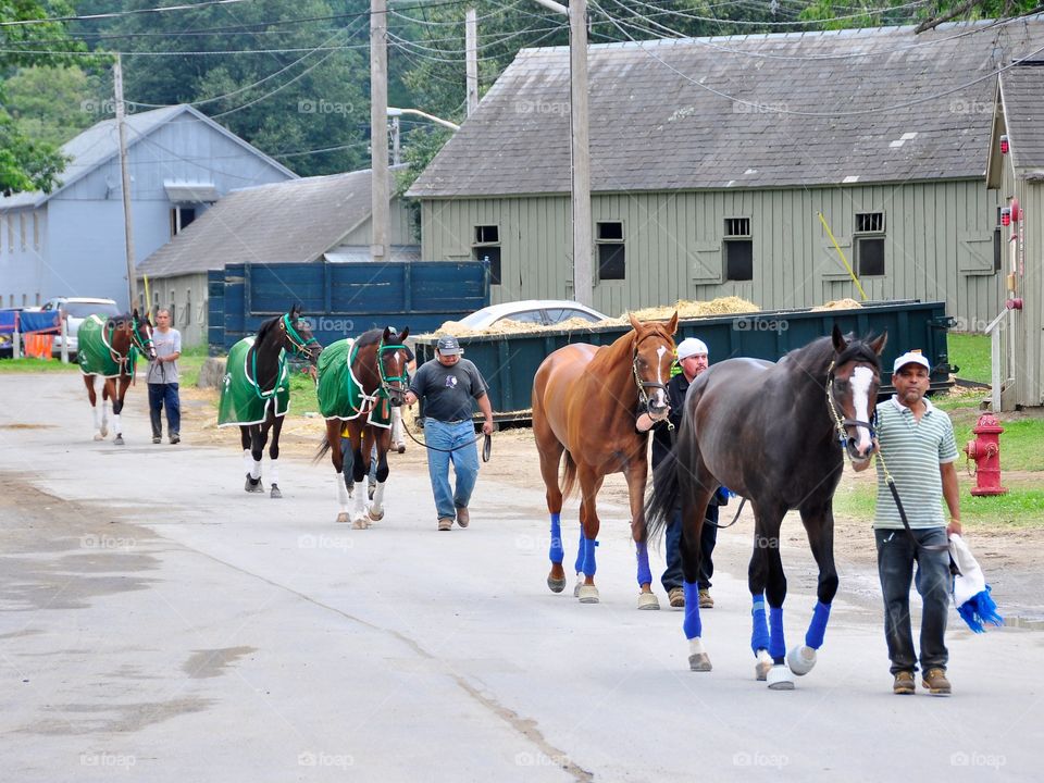 Back to School. Thoroughbreds on the backstretch of Saratoga line up for some light  schooling with their hot walkers.
Fleetphoto 