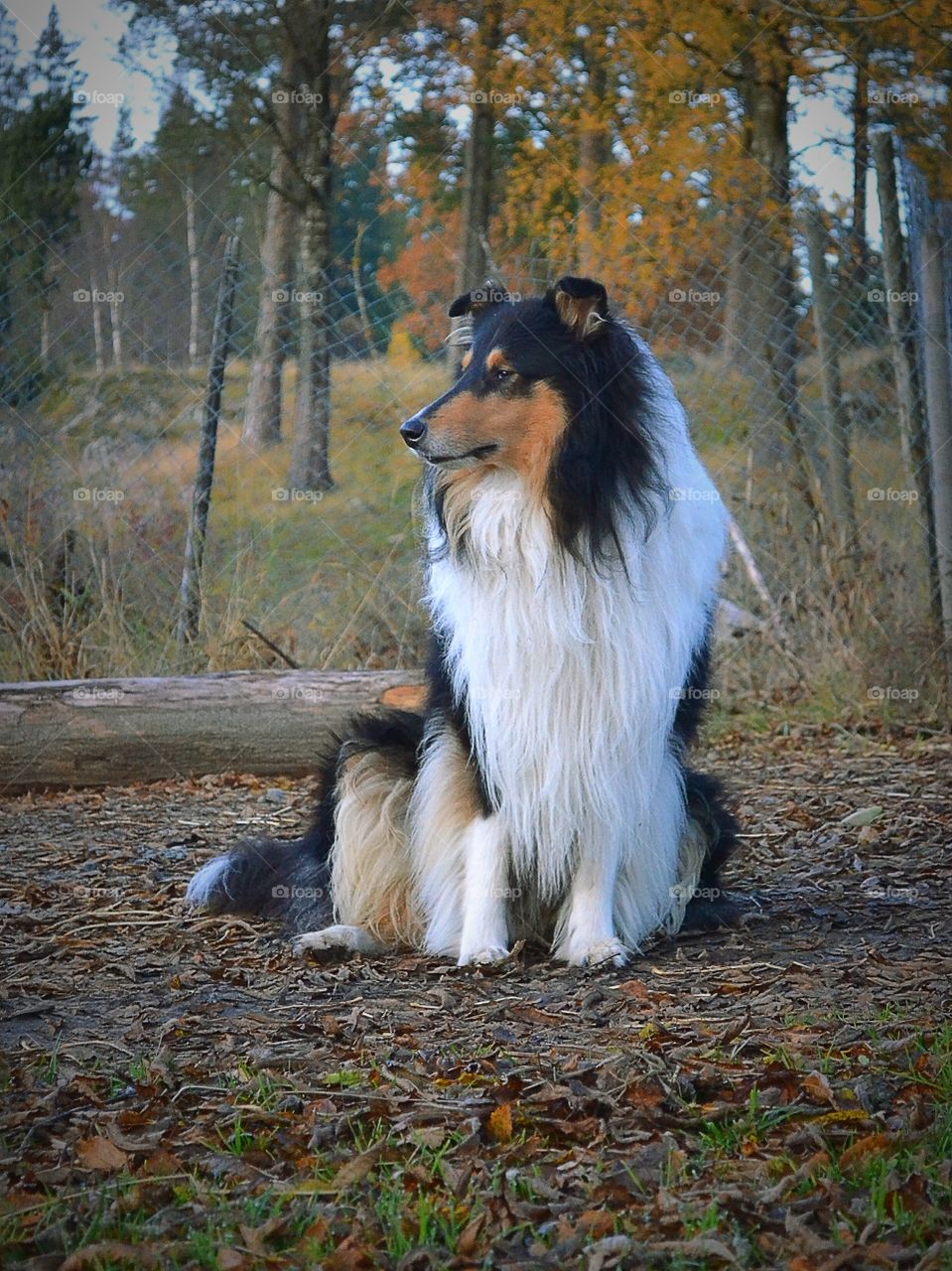 Beautiful dog