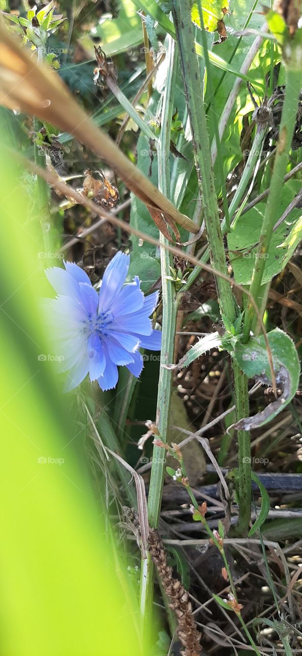 Осенний   цикорий.