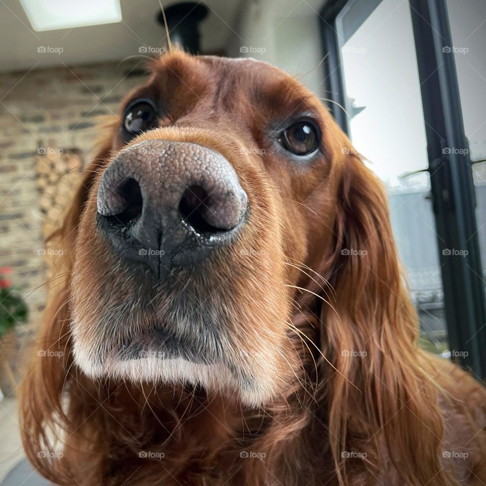 Oh my ! Quinn’s getting a grey beard 🐶🥰