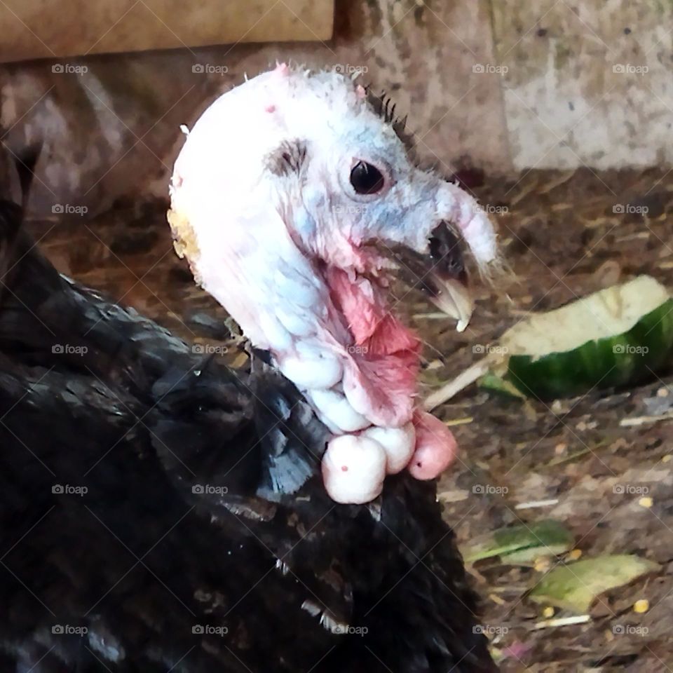 beautiful Turkey looking at camera