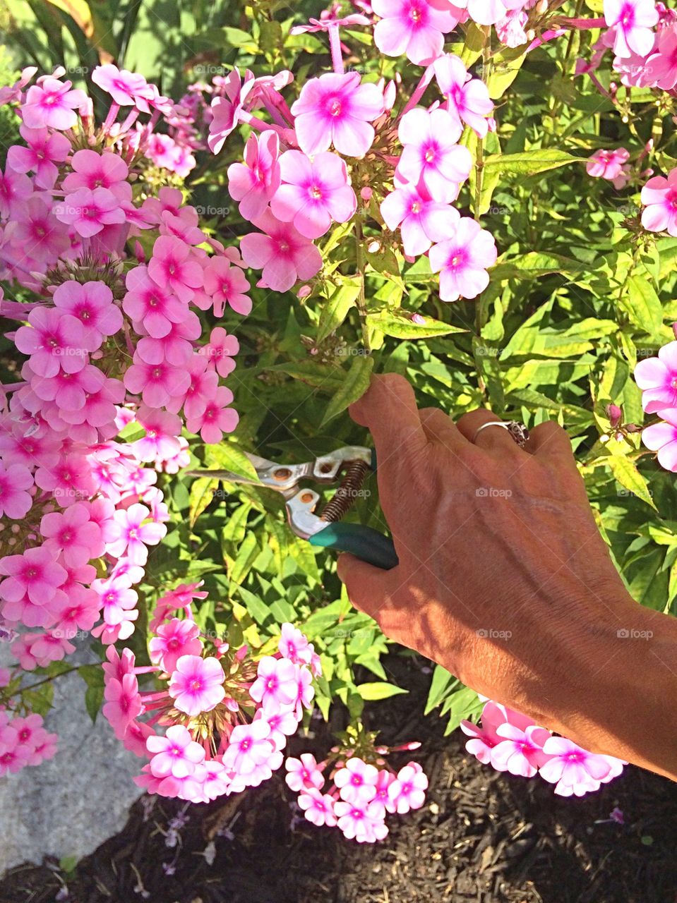 Close-up of person's hand cutting pink phlox flower