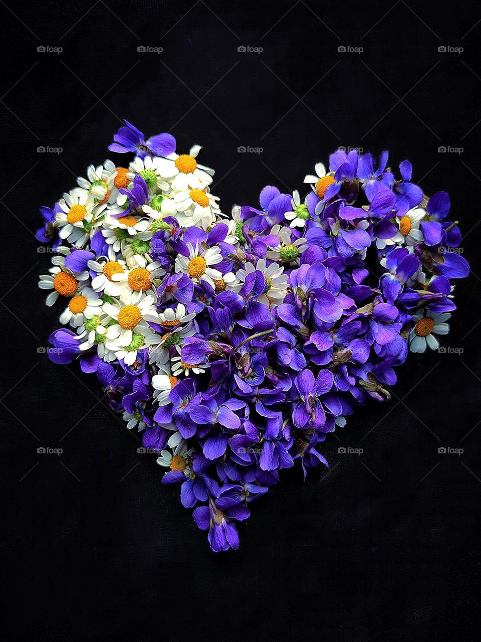 April mood. Wildflowers. Heart of white chamomile flowers and dark purple violet flowers on a black background