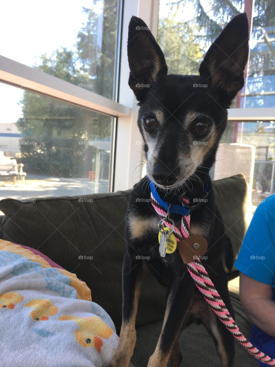 Name: Chico
Senior Chihuahua Mix shelter dog 
Blind, but doesn’t let that slow him down! 