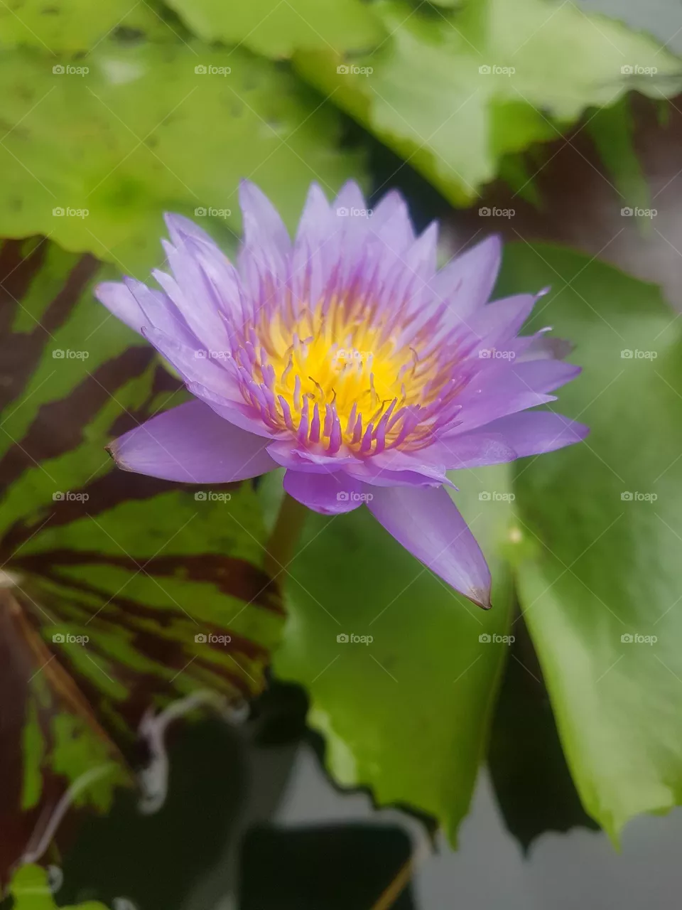 colored lotus