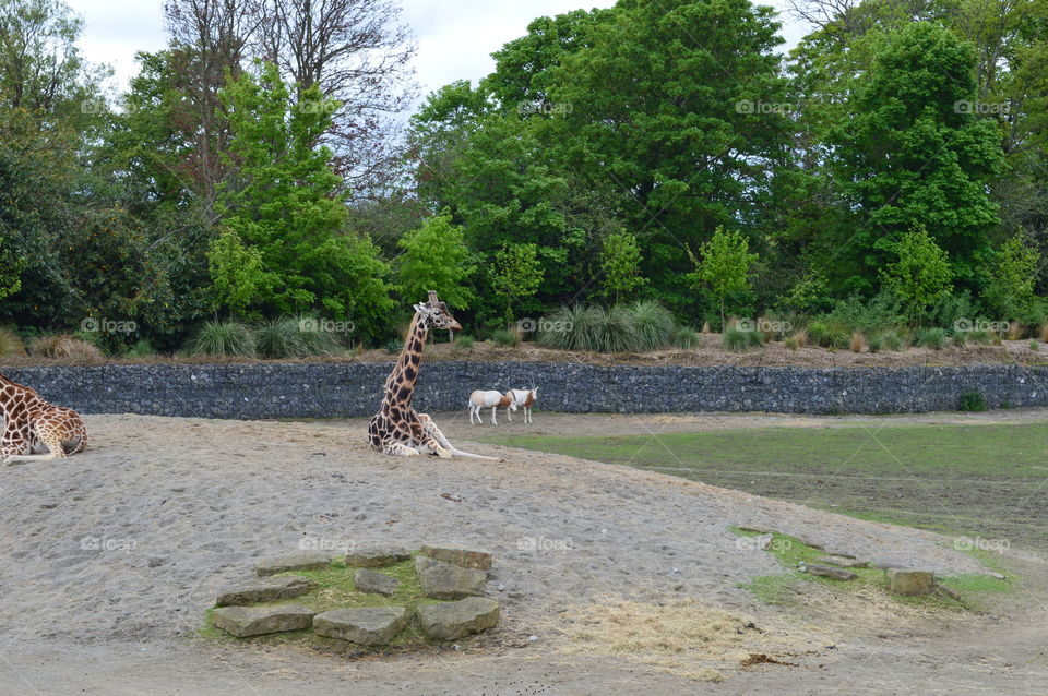 Dublin Zoo, Phoenix Park Ireland. Sunday 04th May 2014.