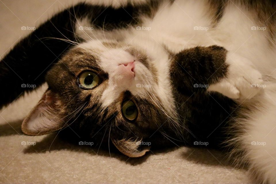 Cute Cat Resting Face