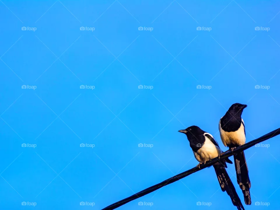 Two birds perched on a electricity cable.