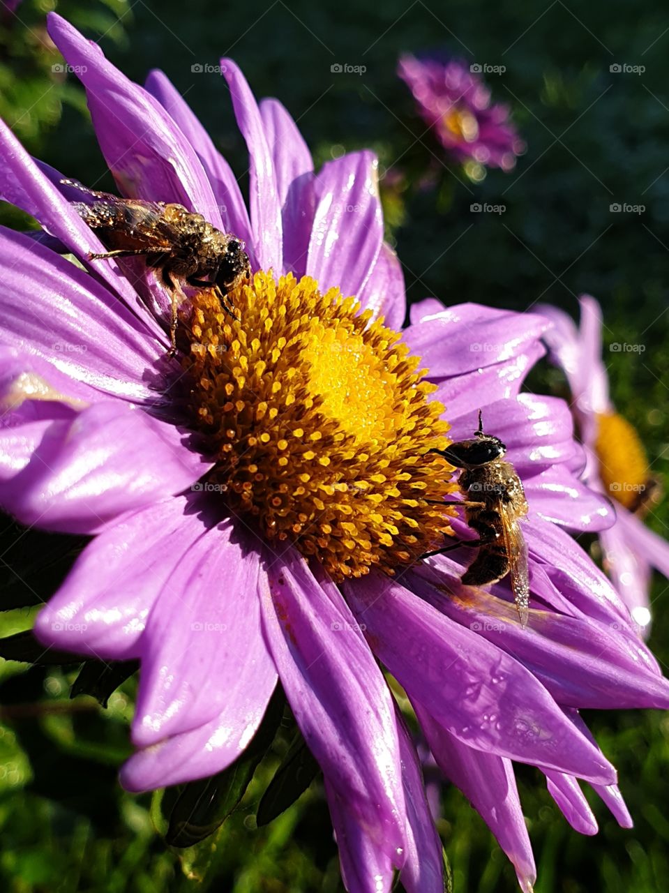 Insects on a purple flower in the morningsun.