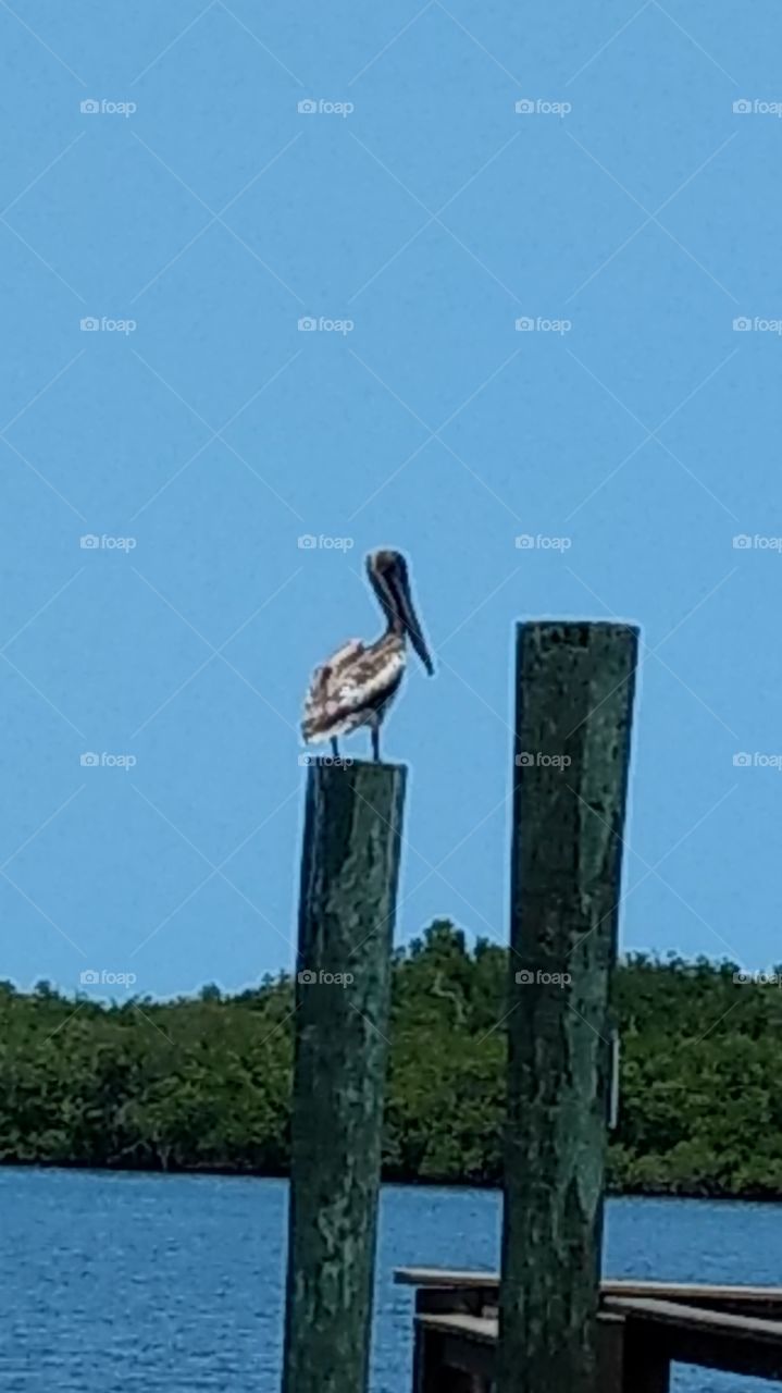 Pelican sitting