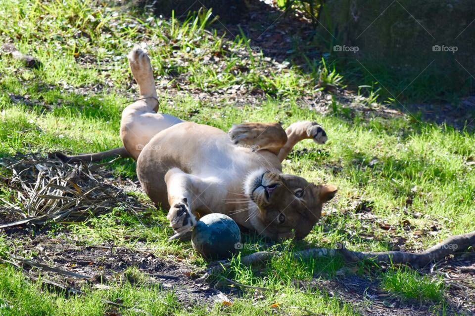 A playful lioness 
