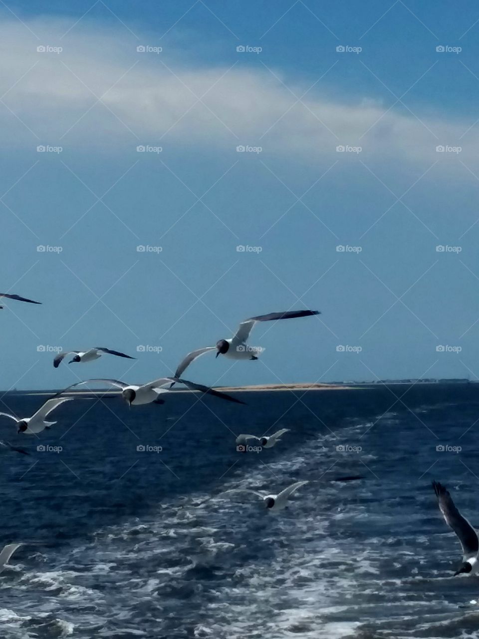 Seagulls flying above a royal blue sea