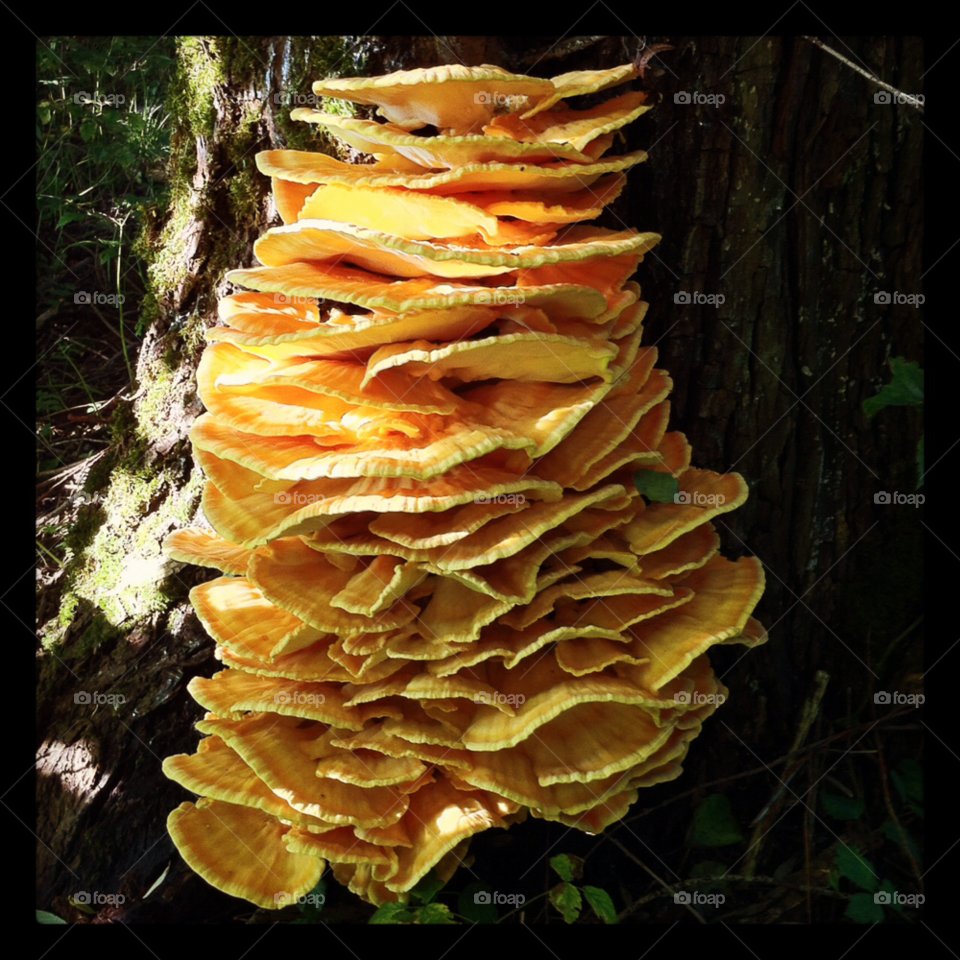 funghi shelf funghi forest funghi by hoslo