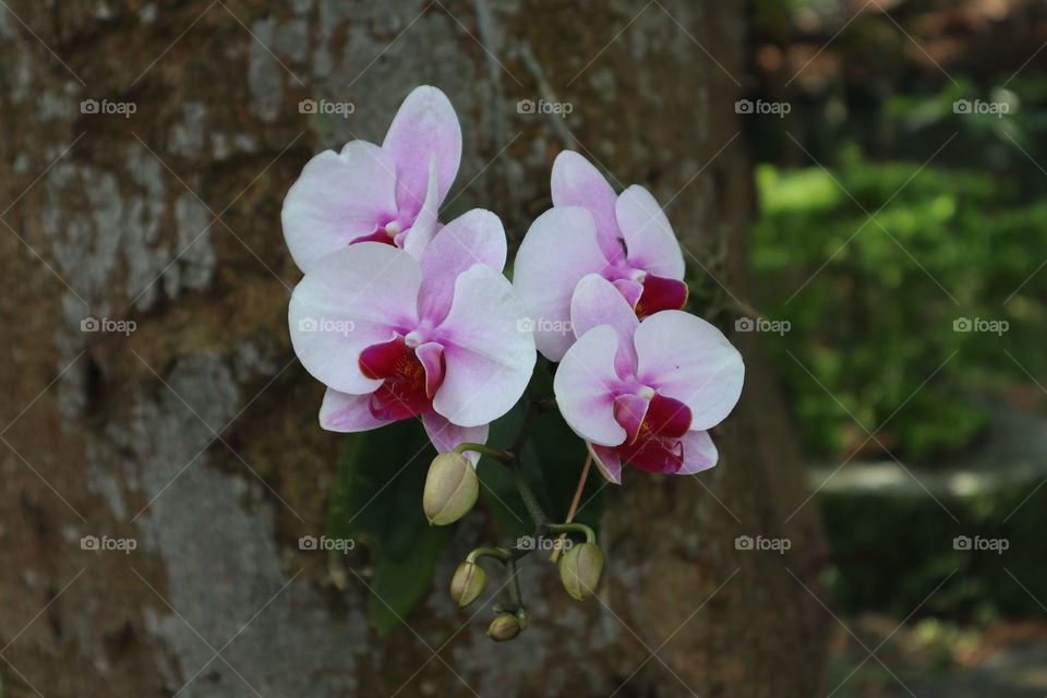 Orchids on the trees 