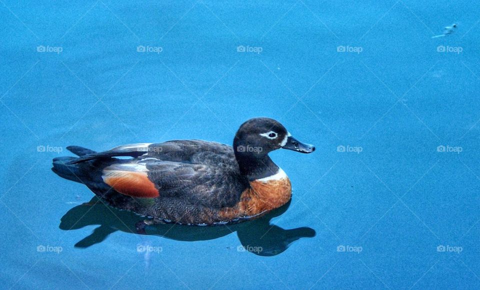 Just a duck in a pond