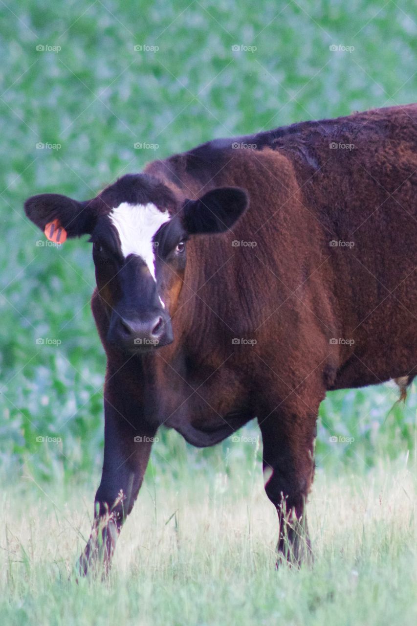 A brown steer with a white blaze standing in a pasture,looking at the camera against a blurred cornfield background 