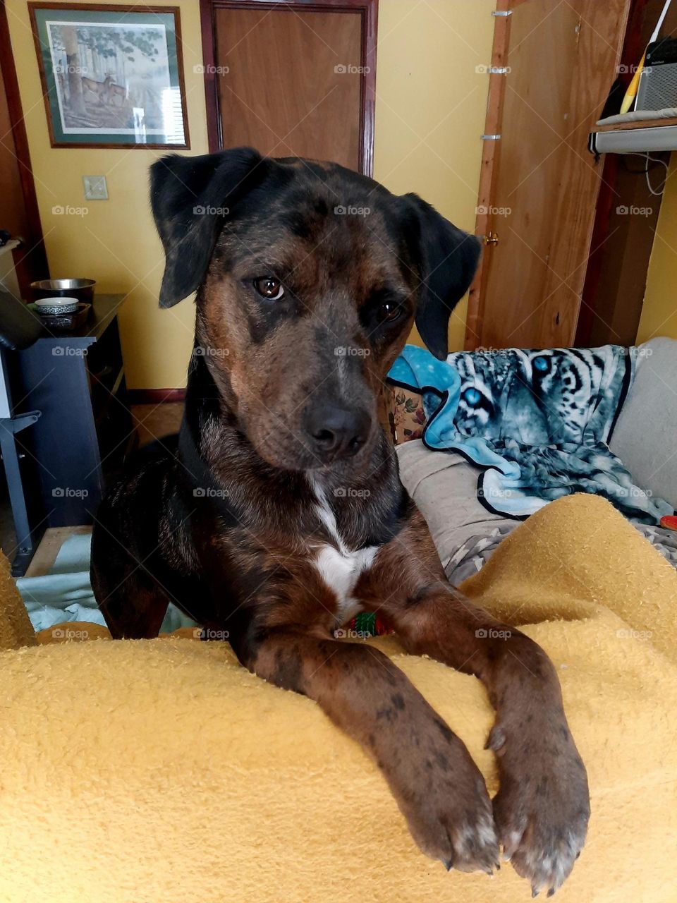 Catahoula Leopard Dog