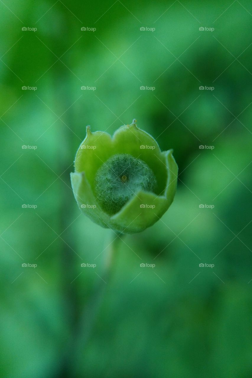 Abutilon indicum (L.)