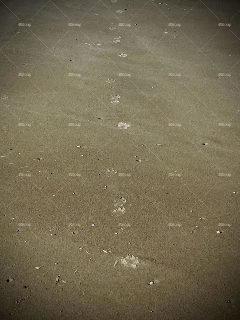 Summer vs spring. Summertime footprints on the Texas beach from our dog Penny