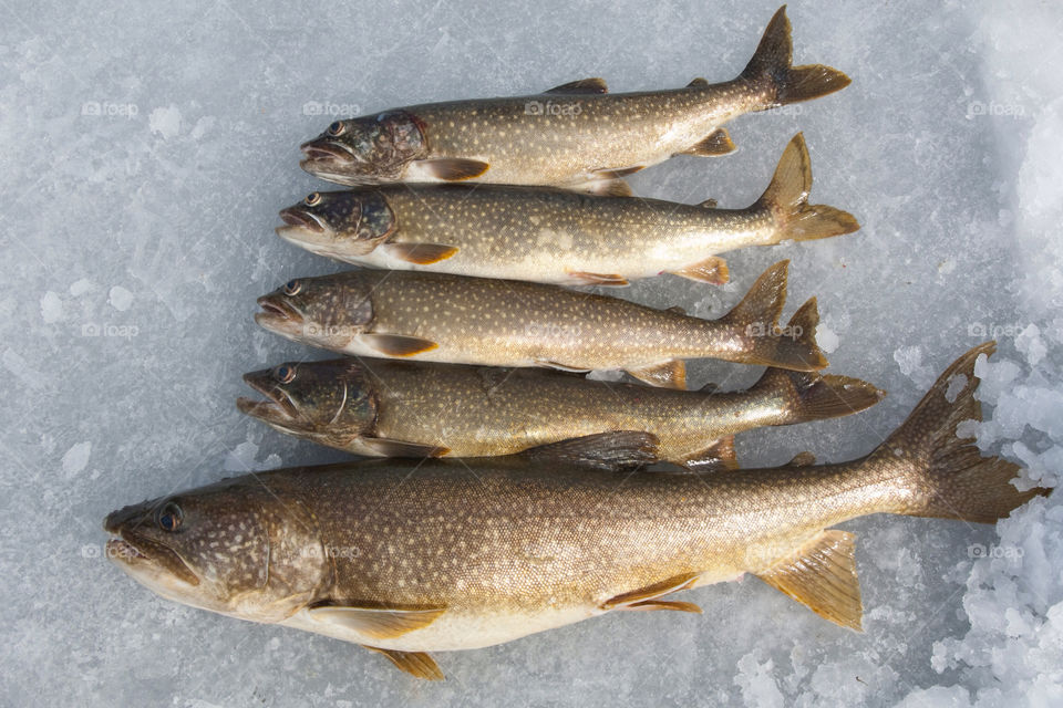 Five fish on the ice after icefishing