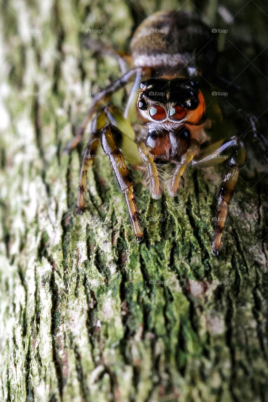 jumping spider