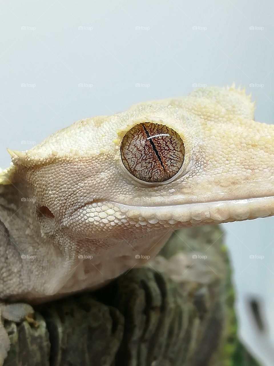Closeup of a crested gecko eye