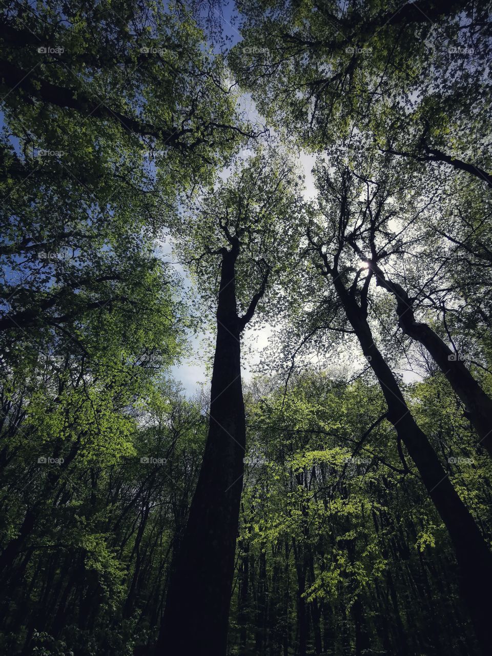 Green plant outdoor nature greens wild forest sky tree bush