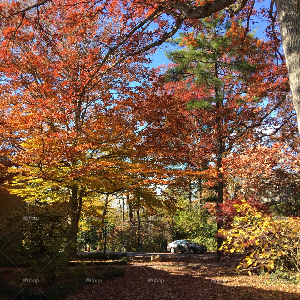 Haverford College Fall