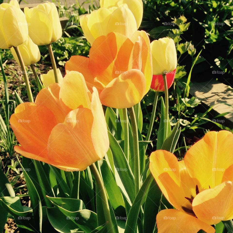Yellow Tulips. Ann Arbor 