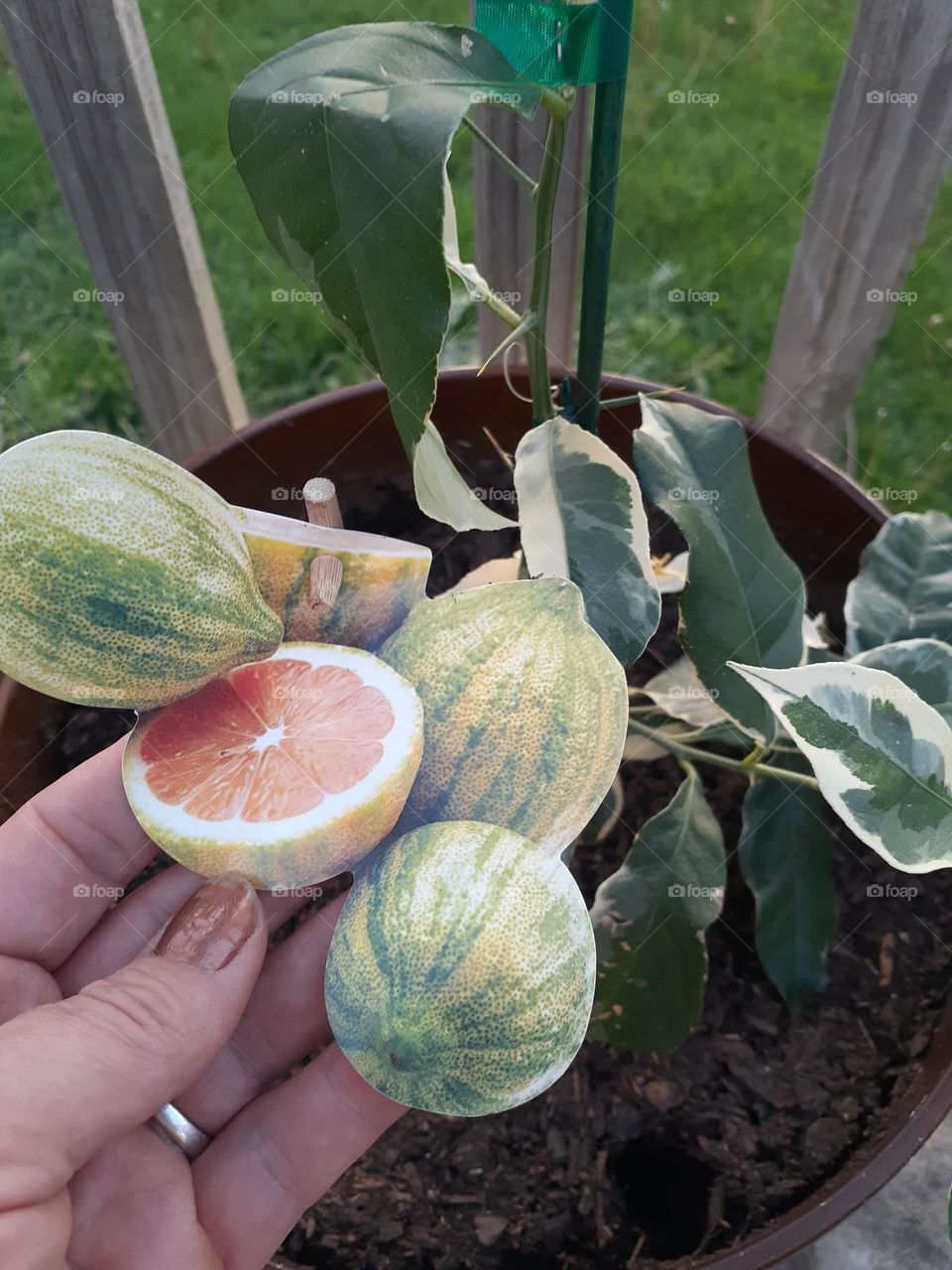 Variegated Pink Lemon Tree